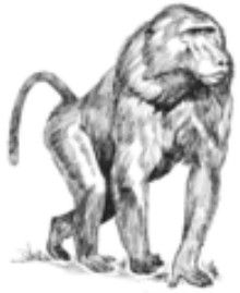 Example of Science Lesson Plan:Human Ancestors